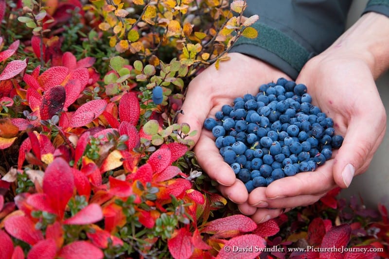Tundra Blueberries