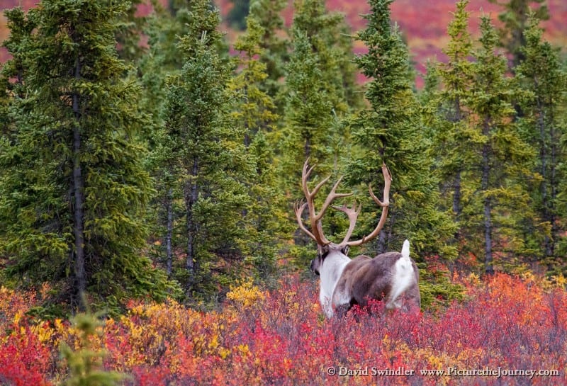 Caribou