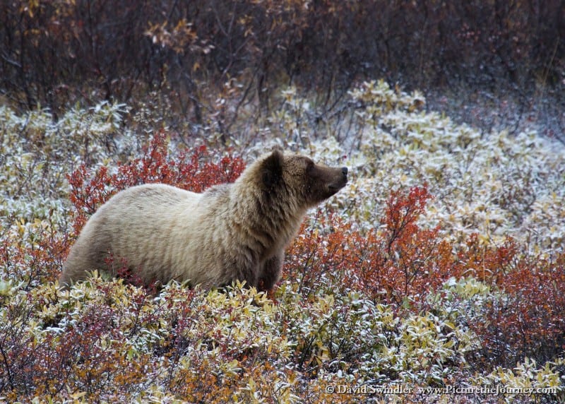 Denali Grizzly Bear