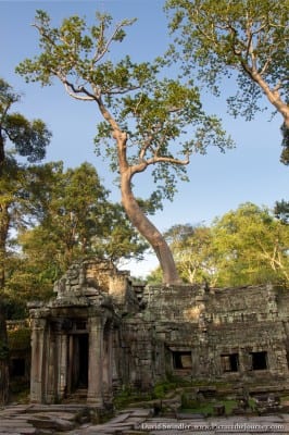 Tree Growing Through Temple
