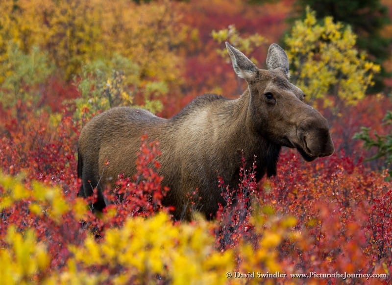 Moose and Dwarf Birch