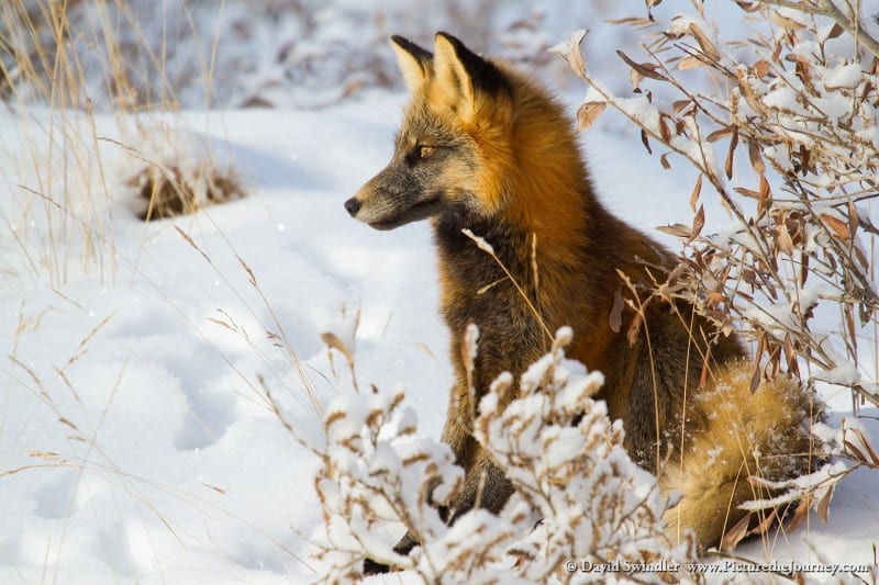 Red Fox on Dalton Highway