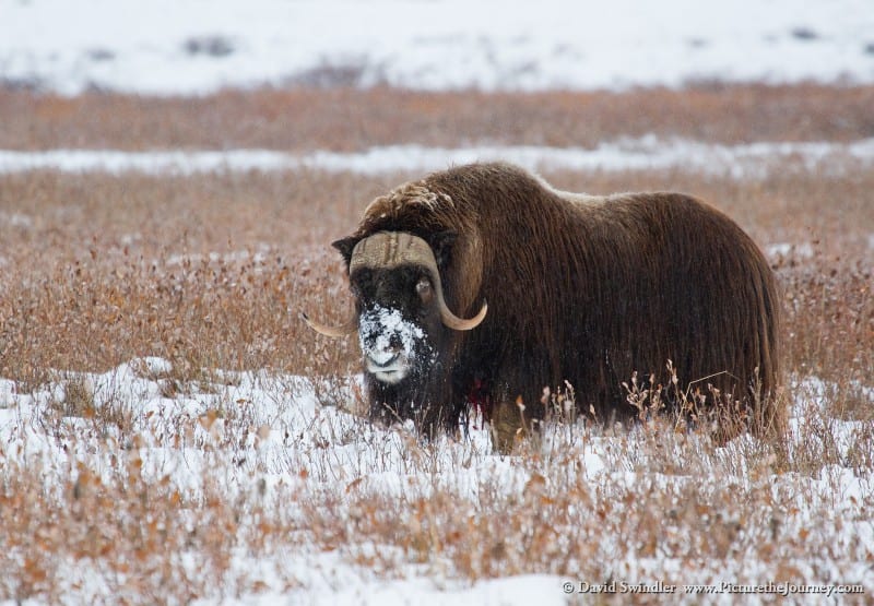 Musk Oxen on the Dalton Highway