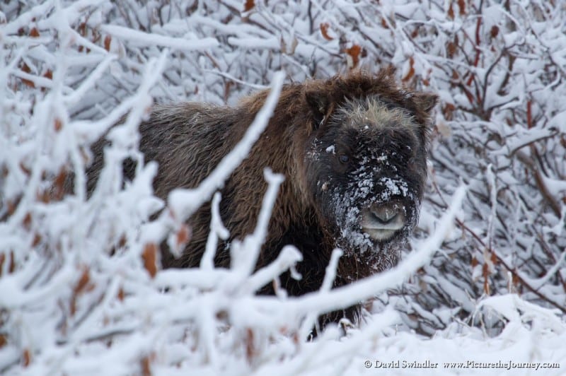 Baby Musk Ox