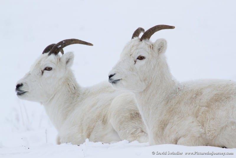 Dall Sheep Dalton Highway