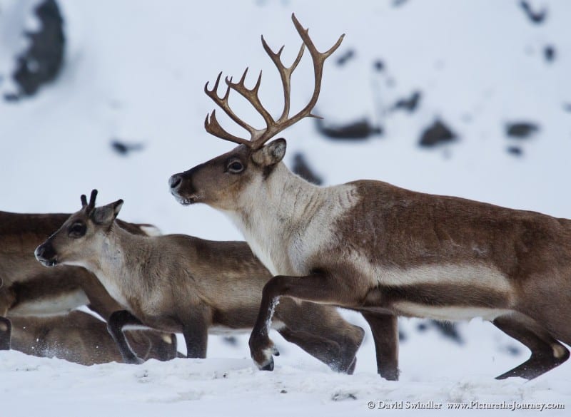 Running Caribou