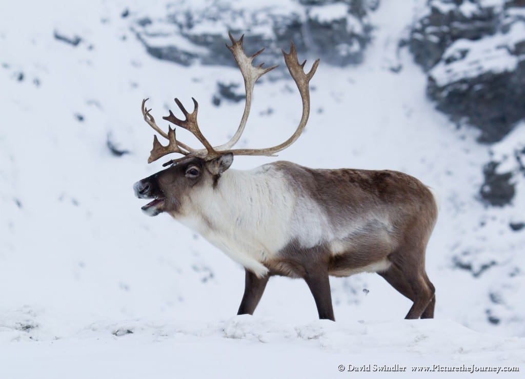 Caribou on the Dalton Highway