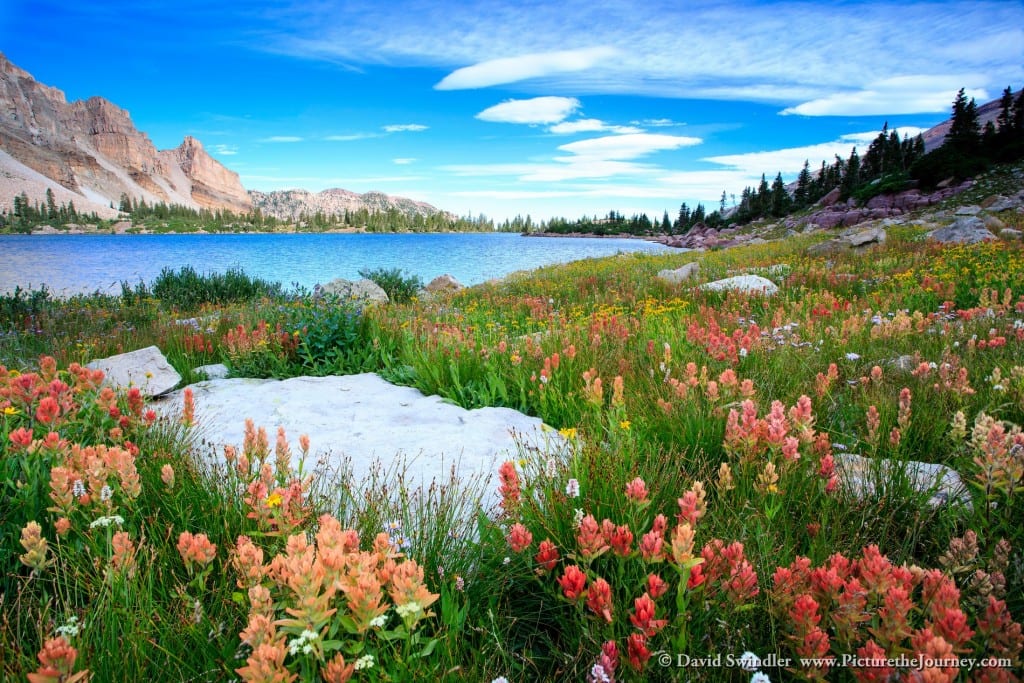 Amethyst Lake Wildflowers 2