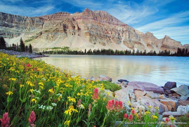 Amethyst Lake Wildflowers