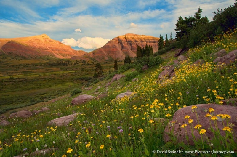 Henry's Fork with Wildflowers