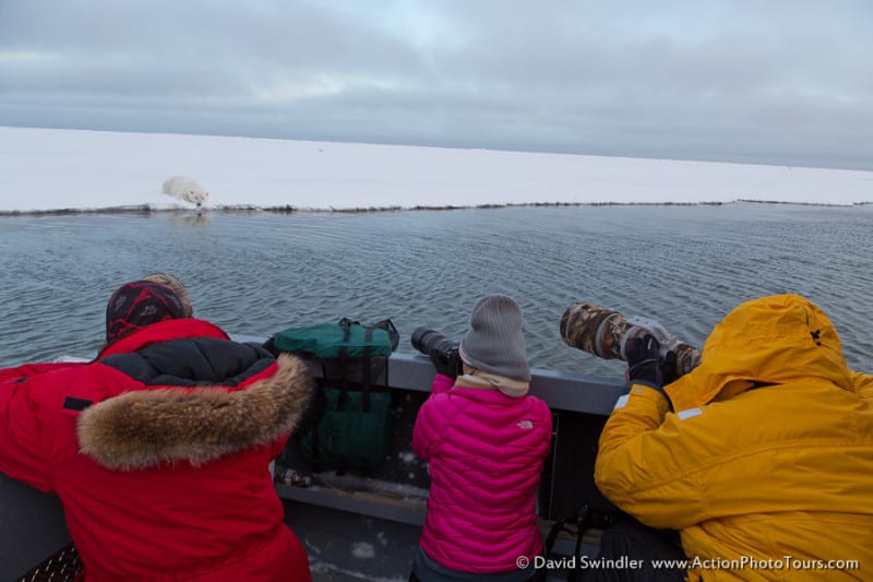 Polar Bear Photo Tour