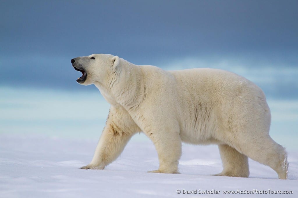 King of the Tundra