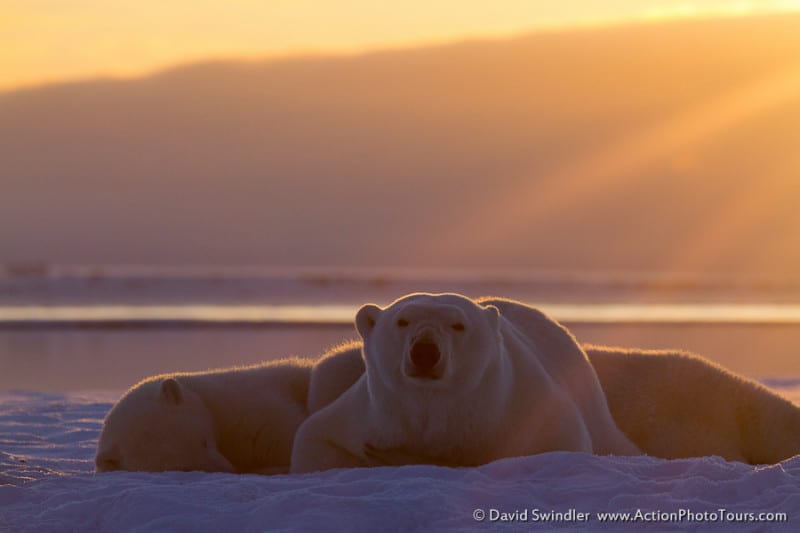 Sunny Bears