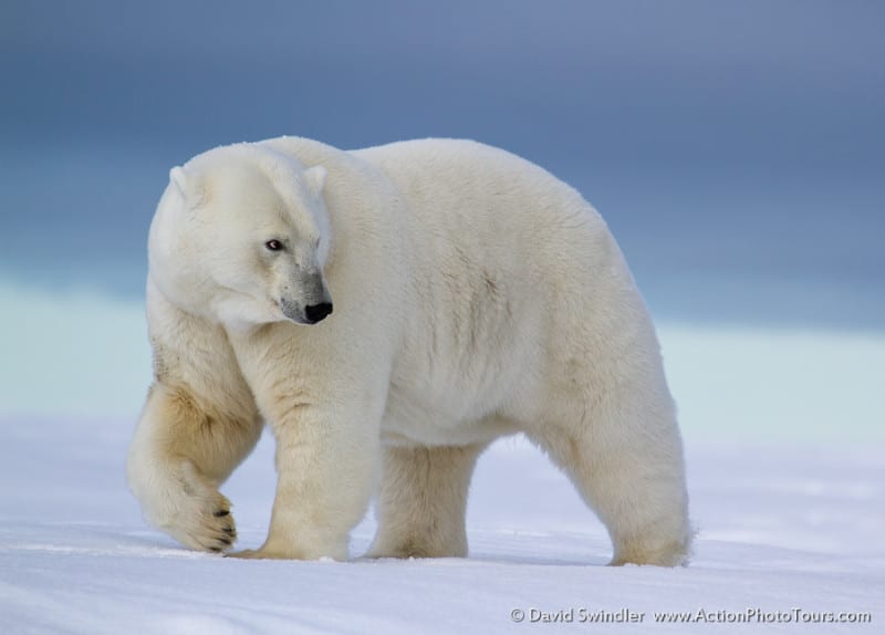 Polar Bear Photo Tour