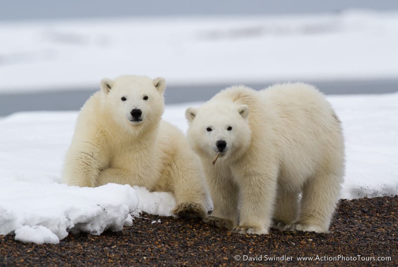 Polar Bear Cubs