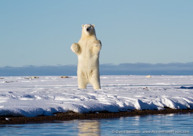 Standing Polar Bear