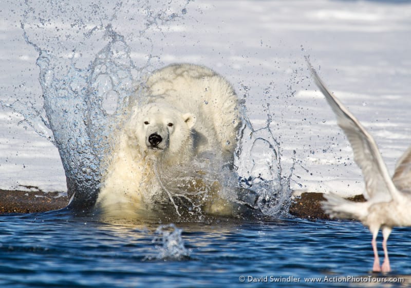 Polar Bear Action