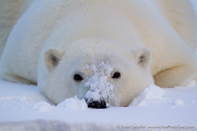 Polar Bear Photo Tour