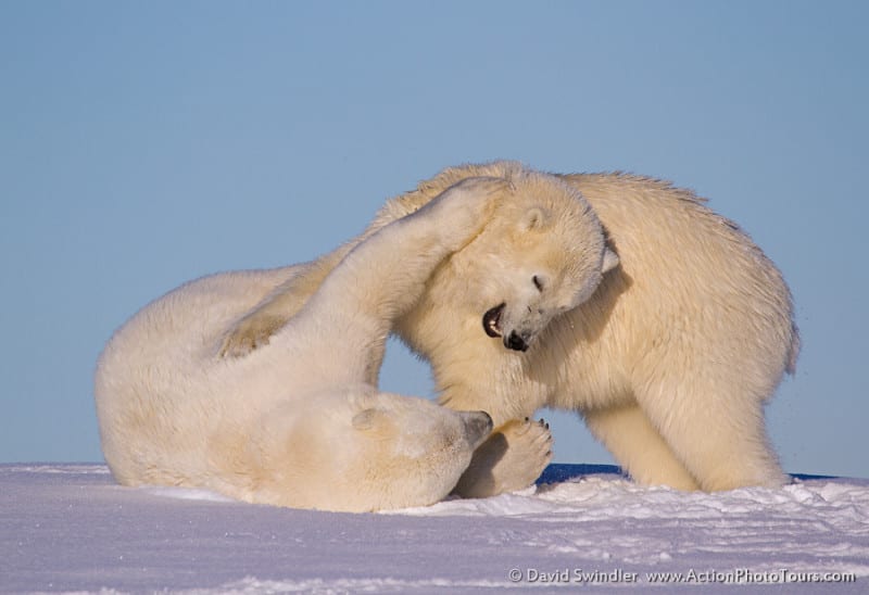 Polar Bear Action