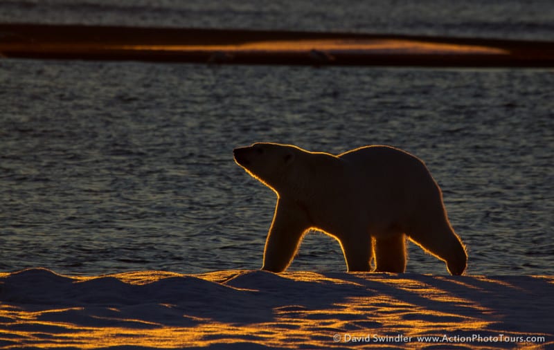 Backlit Bear