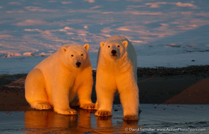 Evening Light on Polar Bears