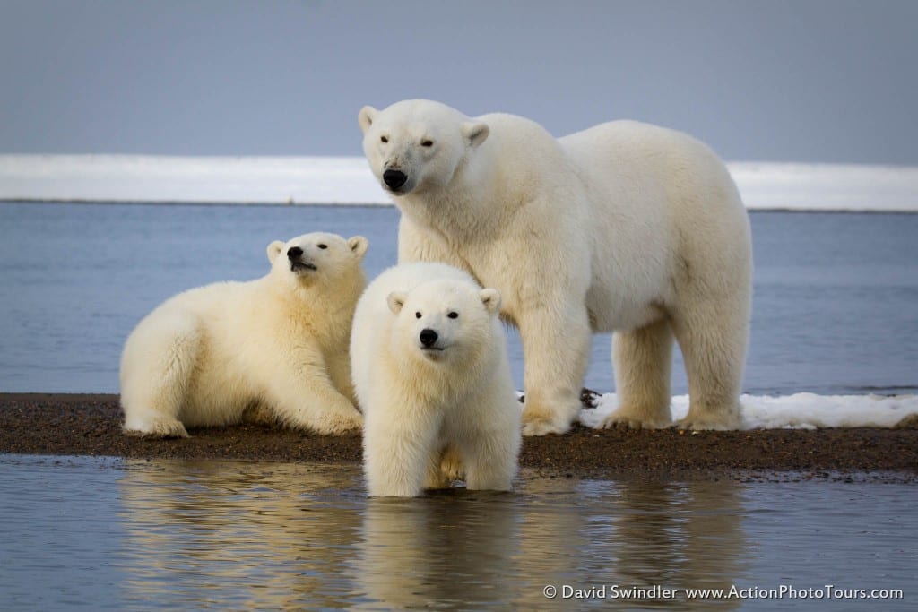 Polar Bear Family