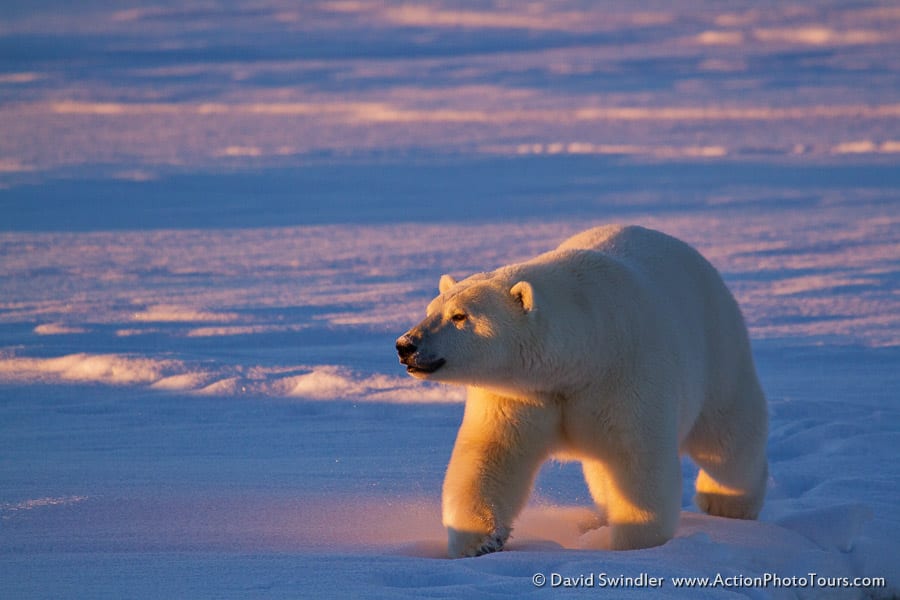Polar Bear-13