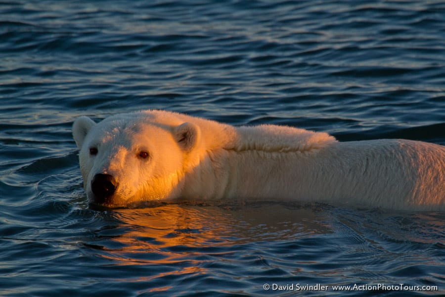 polar bear vortex