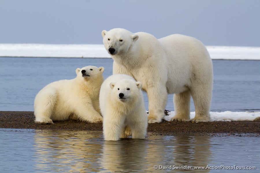 Polar Bear Family