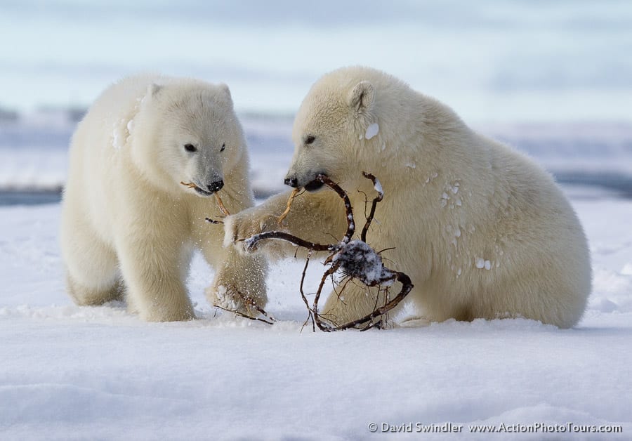 Playful Cubs