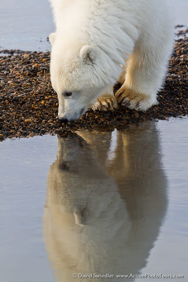 Polar Bear Reflection