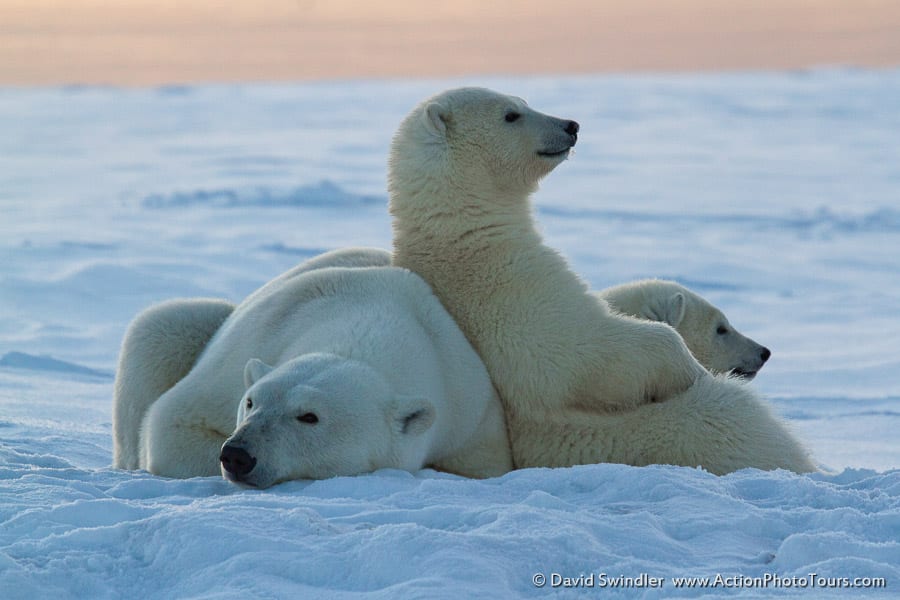 Tundra Lounge Chair