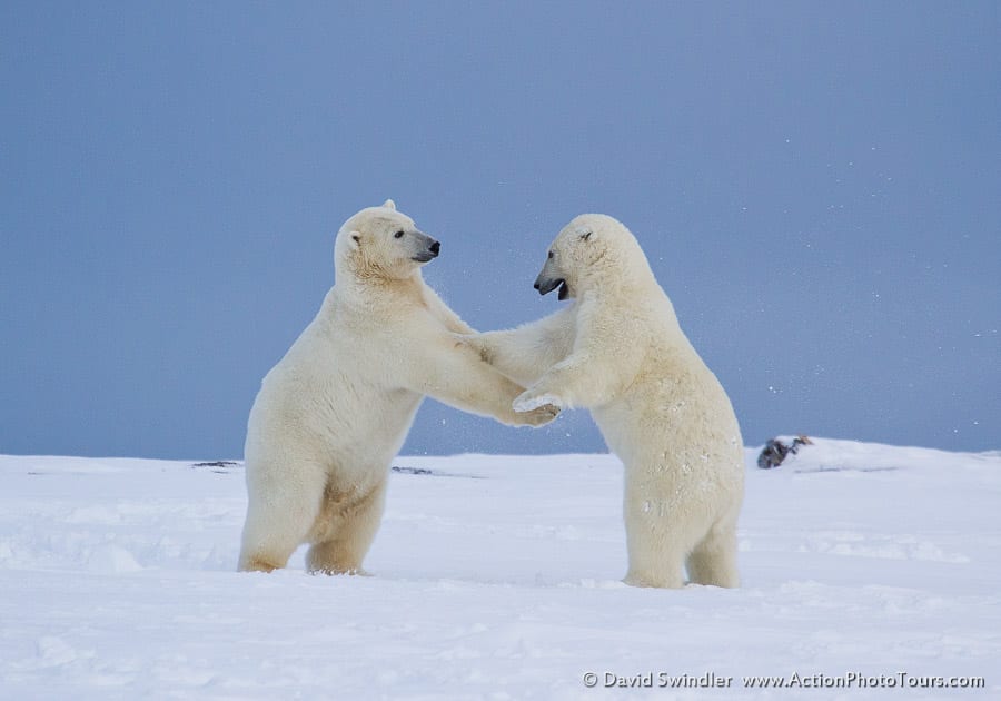 Dancing Bears