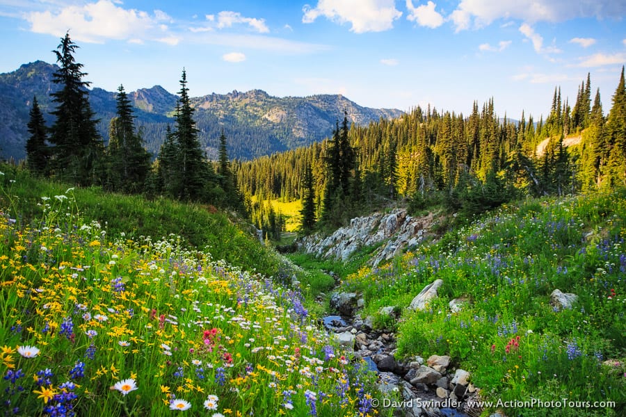 Naches Pass Flowers