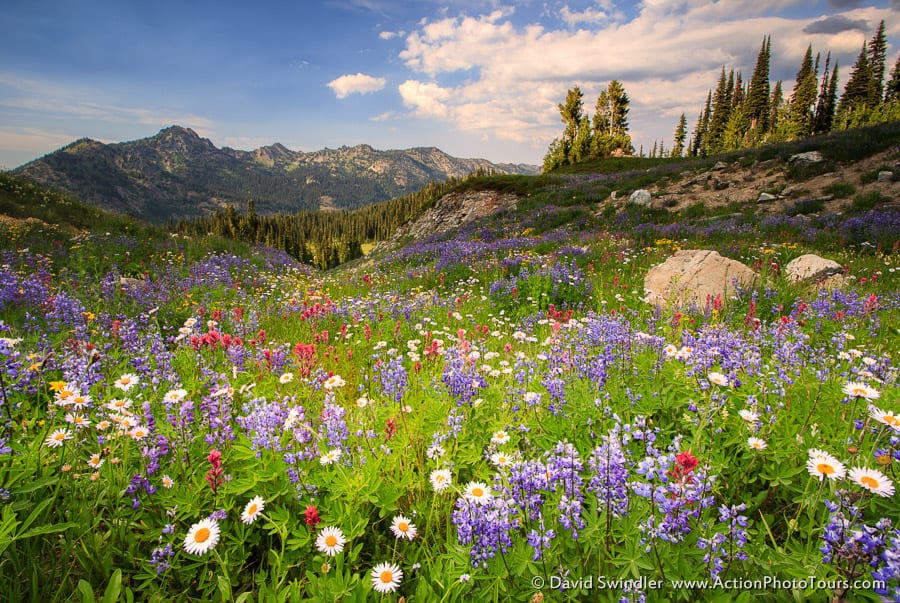 Naches Pass Wildflowers