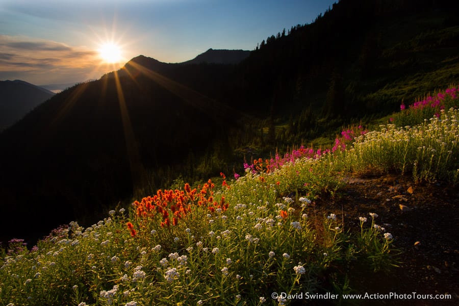 Flowers Sublime