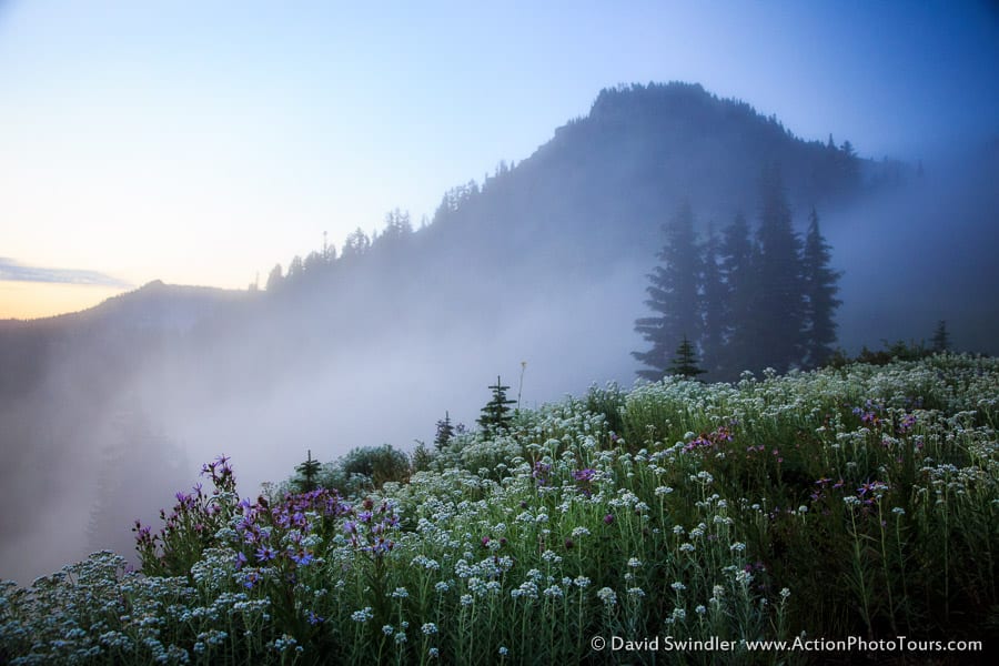 Misty Morning