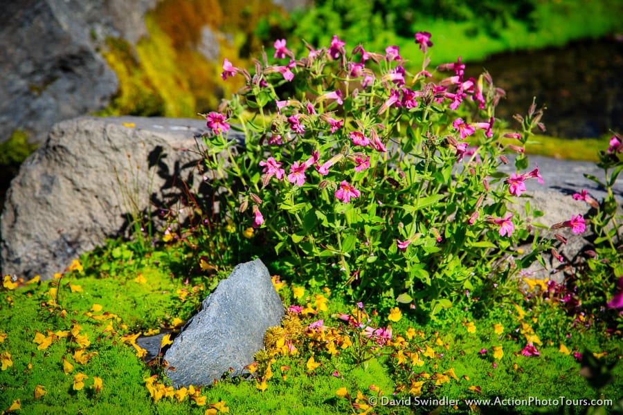 Pink Monkeyflower