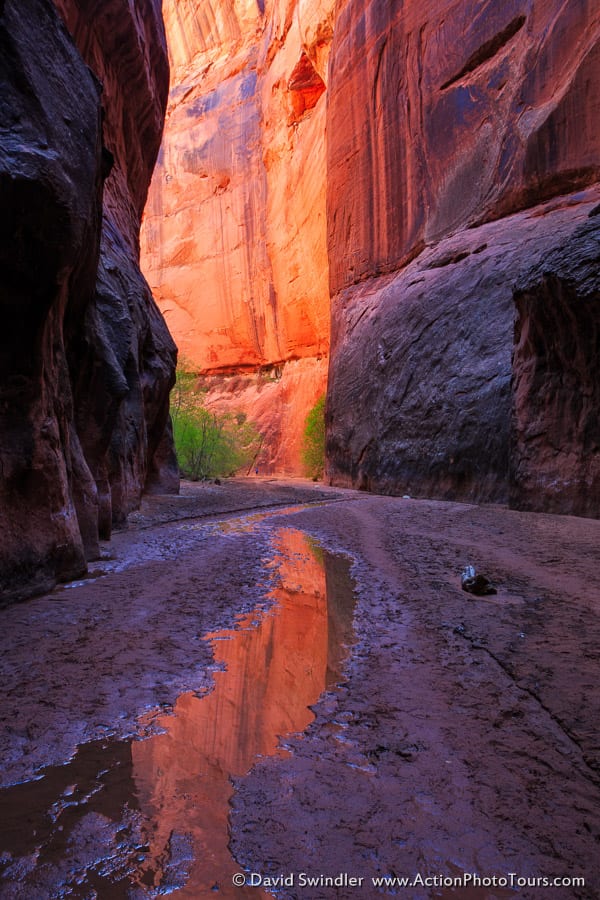 Buckskin Reflection