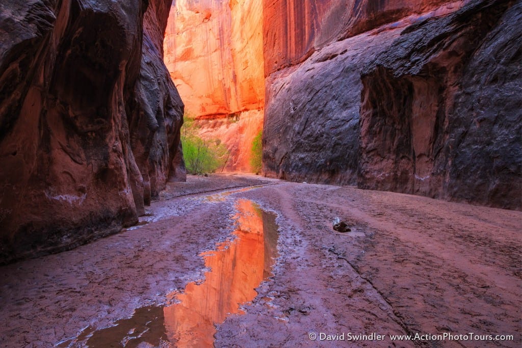 Buckskin Reflection in Utah - Action Photo Tours & Workshops