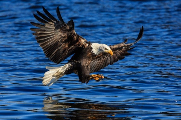 Bald Eagles Fishing : Action Photo Tours