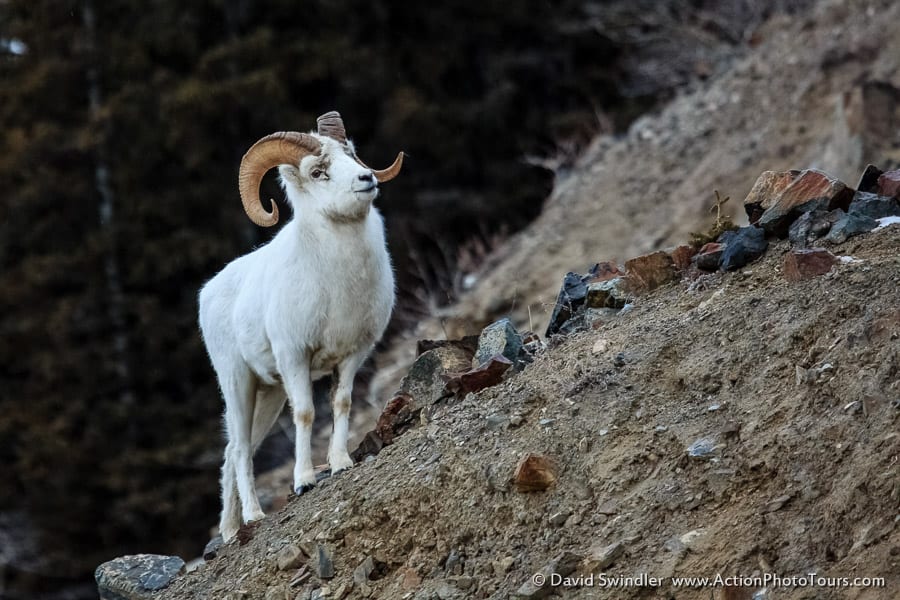 Dall Sheep Kluane National Park