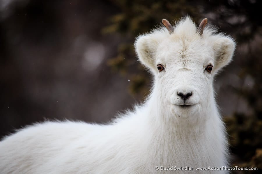 Dall Sheep Kluane National Park