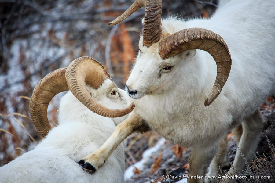 Dall Sheep Kluane National Park