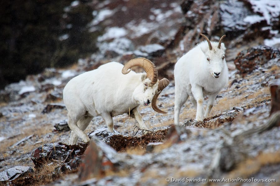 Dall Sheep Kluane National Park