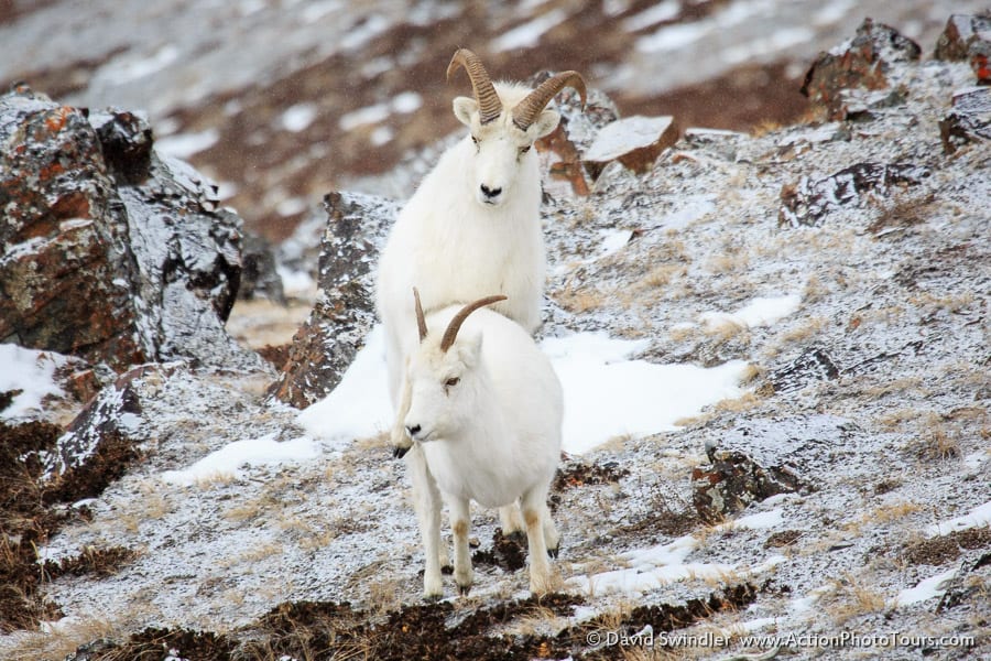 Dall Sheep Kluane National Park