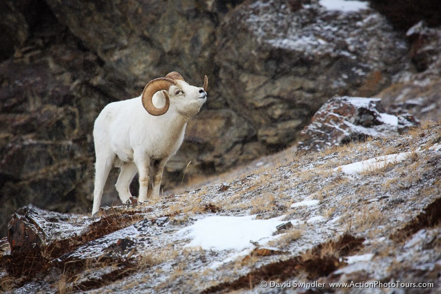 Dall Sheep Kluane National Park