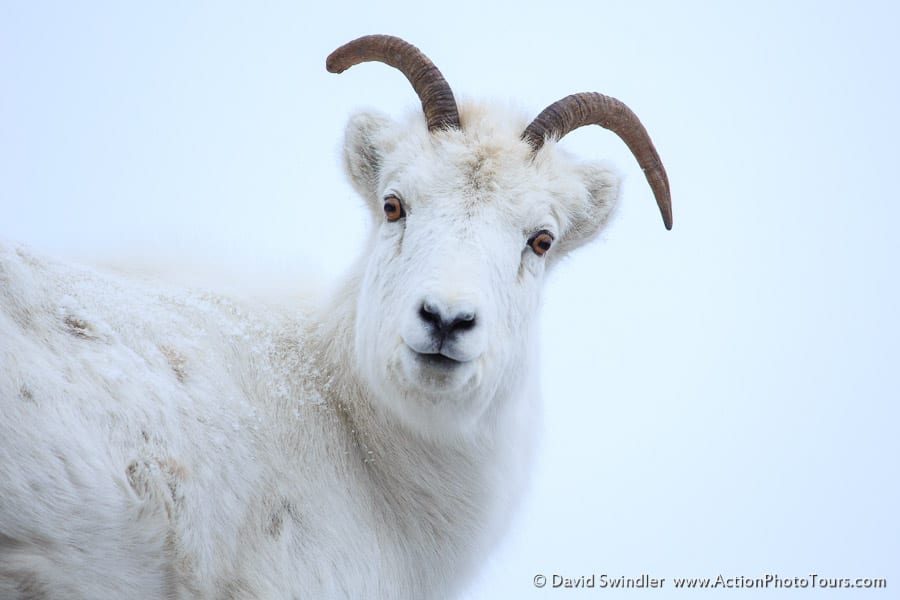 Dall Sheep Kluane National Park