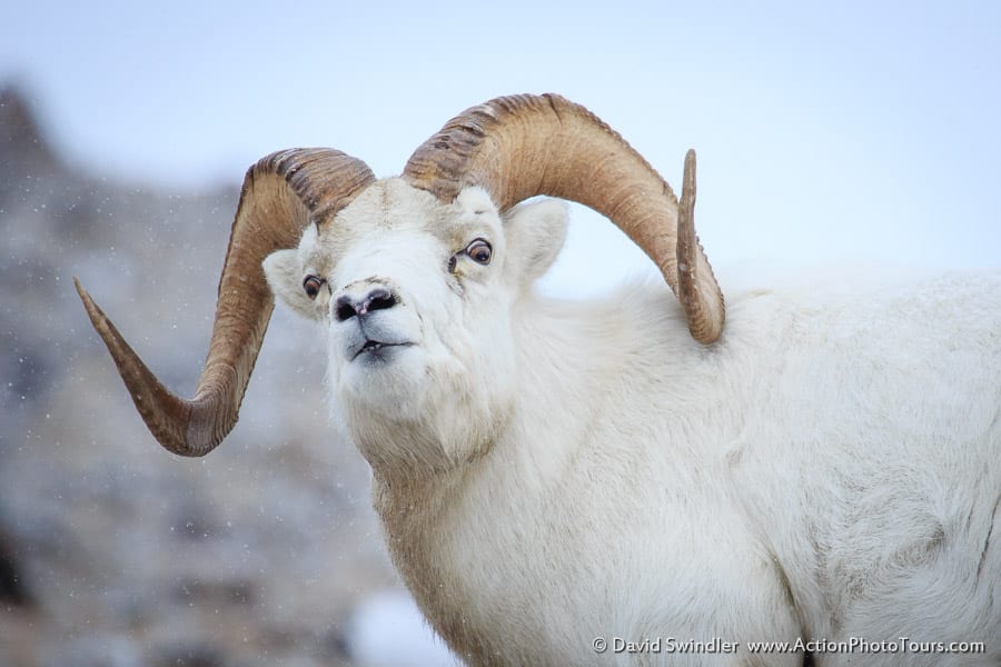 Dall Sheep Kluane National Park