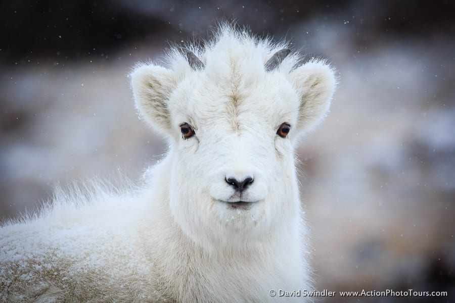 Dall Sheep Kluane National Park